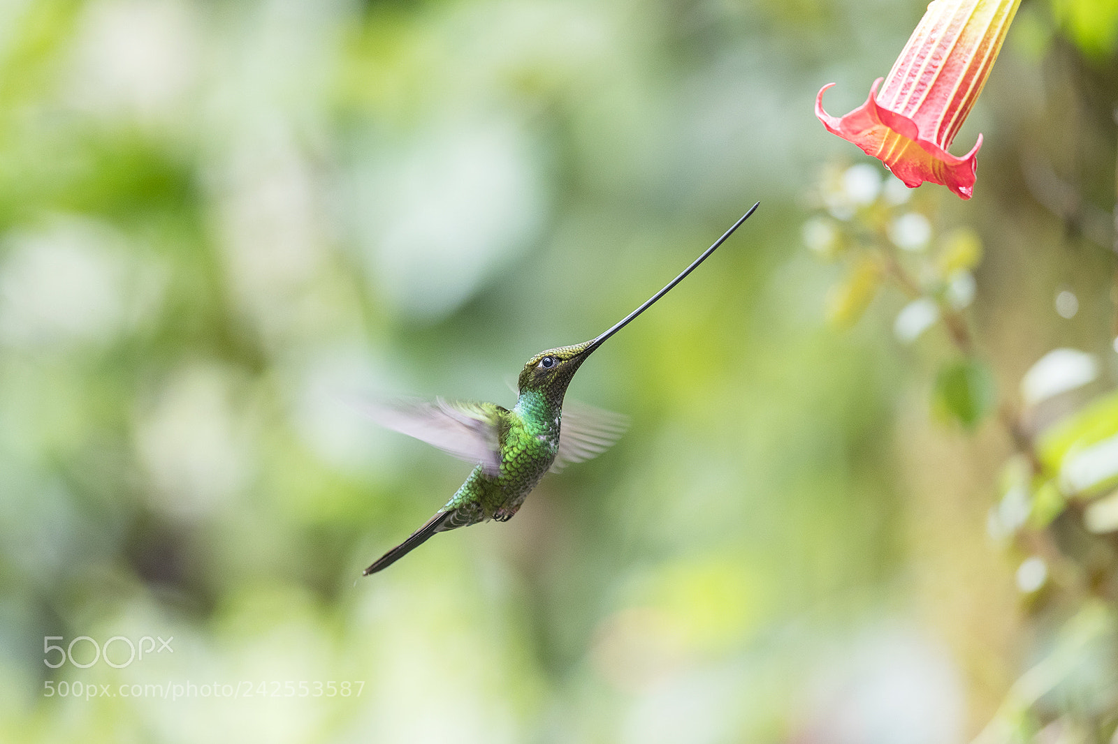 Canon EOS-1D X Mark II sample photo. Ecuador 2017 photography