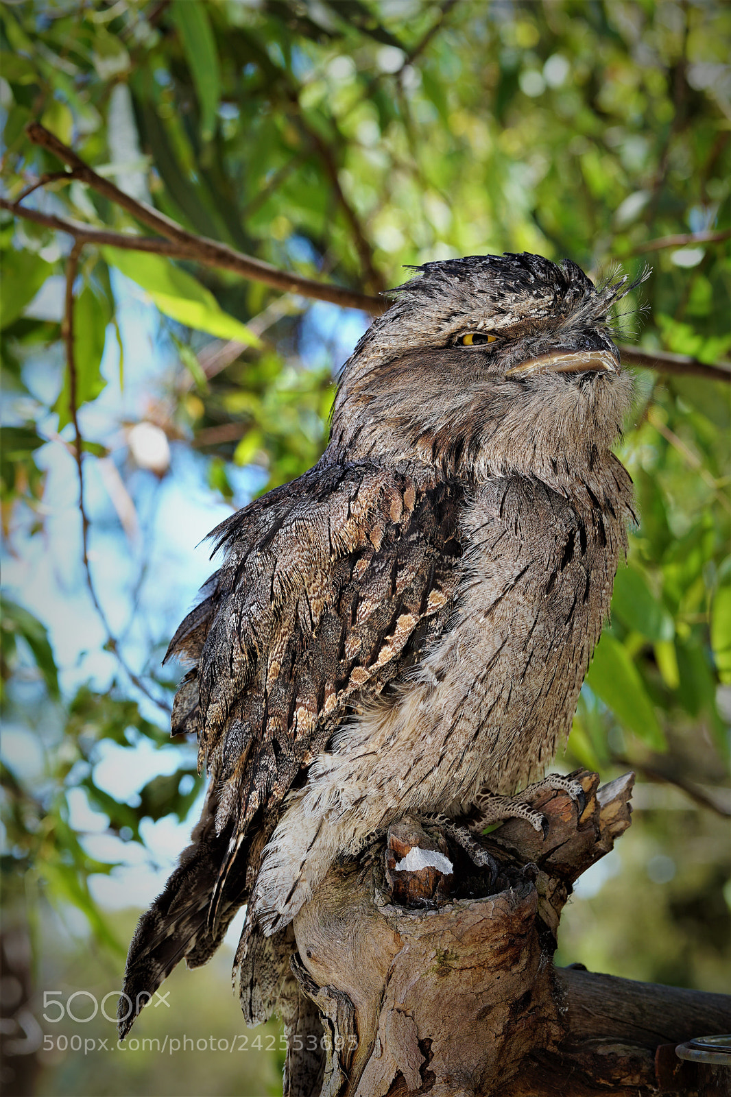 Sony a6500 sample photo. Portrait of a tawny photography
