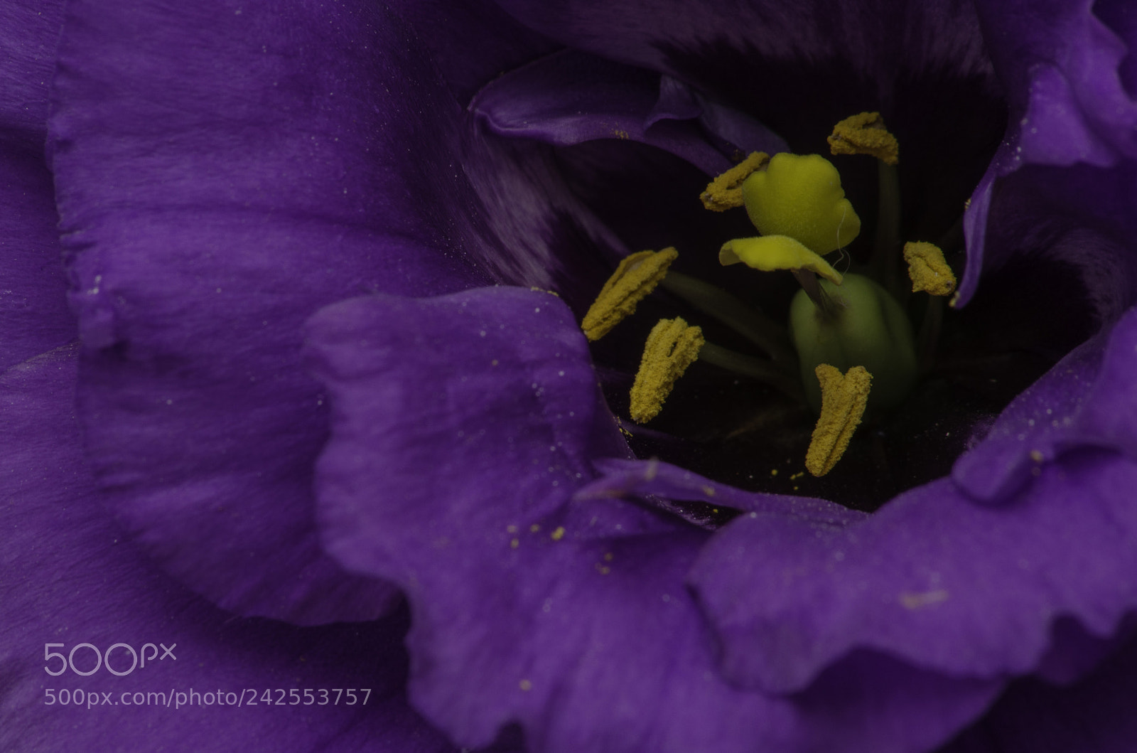 Nikon D5100 sample photo. Purple flower details stigman photography