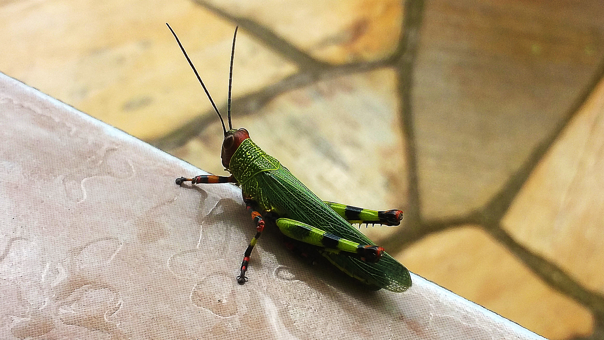 Samsung Galaxy E7 sample photo. Grilo photography