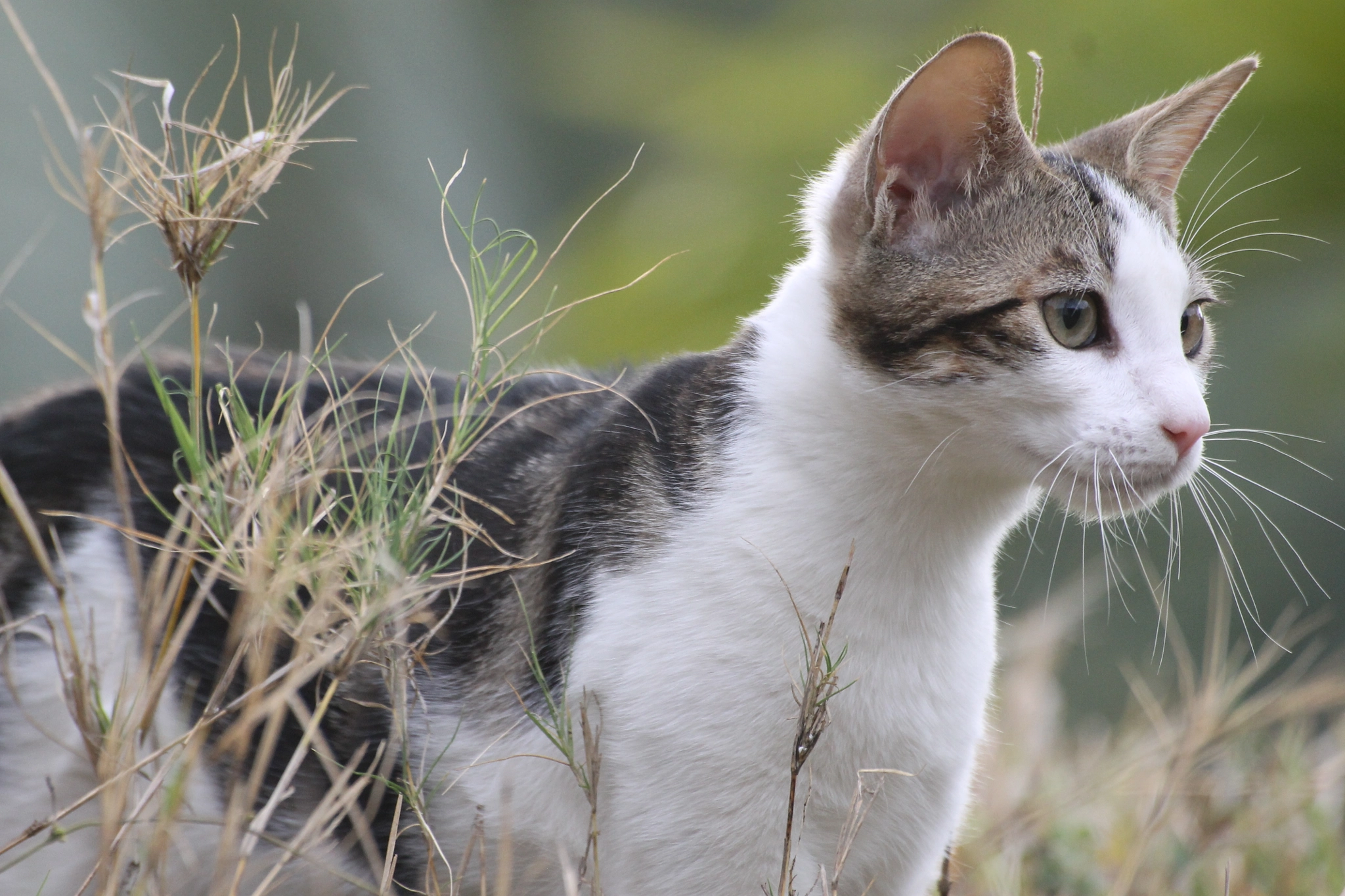 Canon EOS 1100D (EOS Rebel T3 / EOS Kiss X50) sample photo. Cat in the nature photography