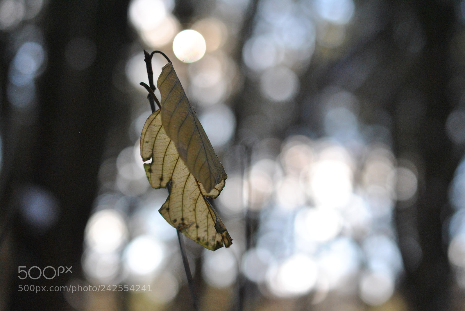 Nikon D3000 sample photo. Pair of leaves photography