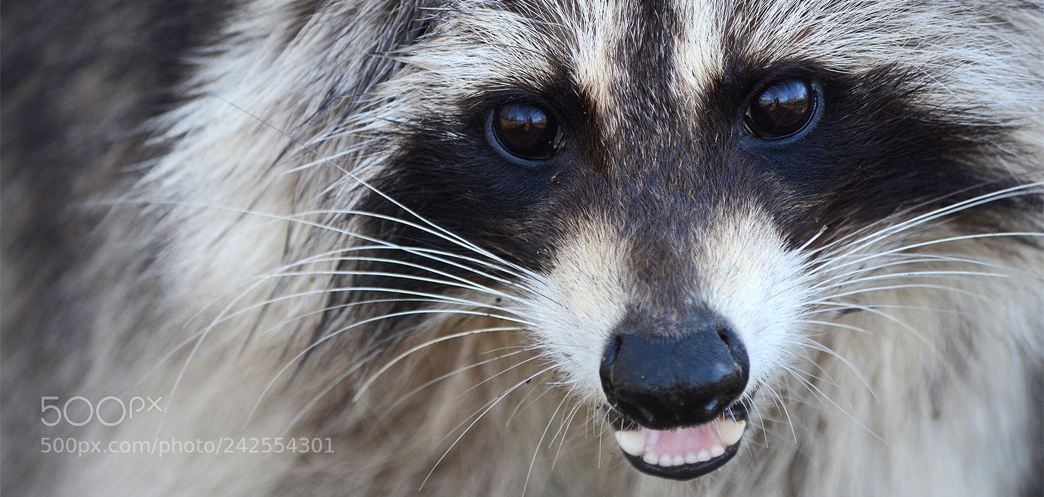 Nikon D5100 sample photo. Curious racoon photography