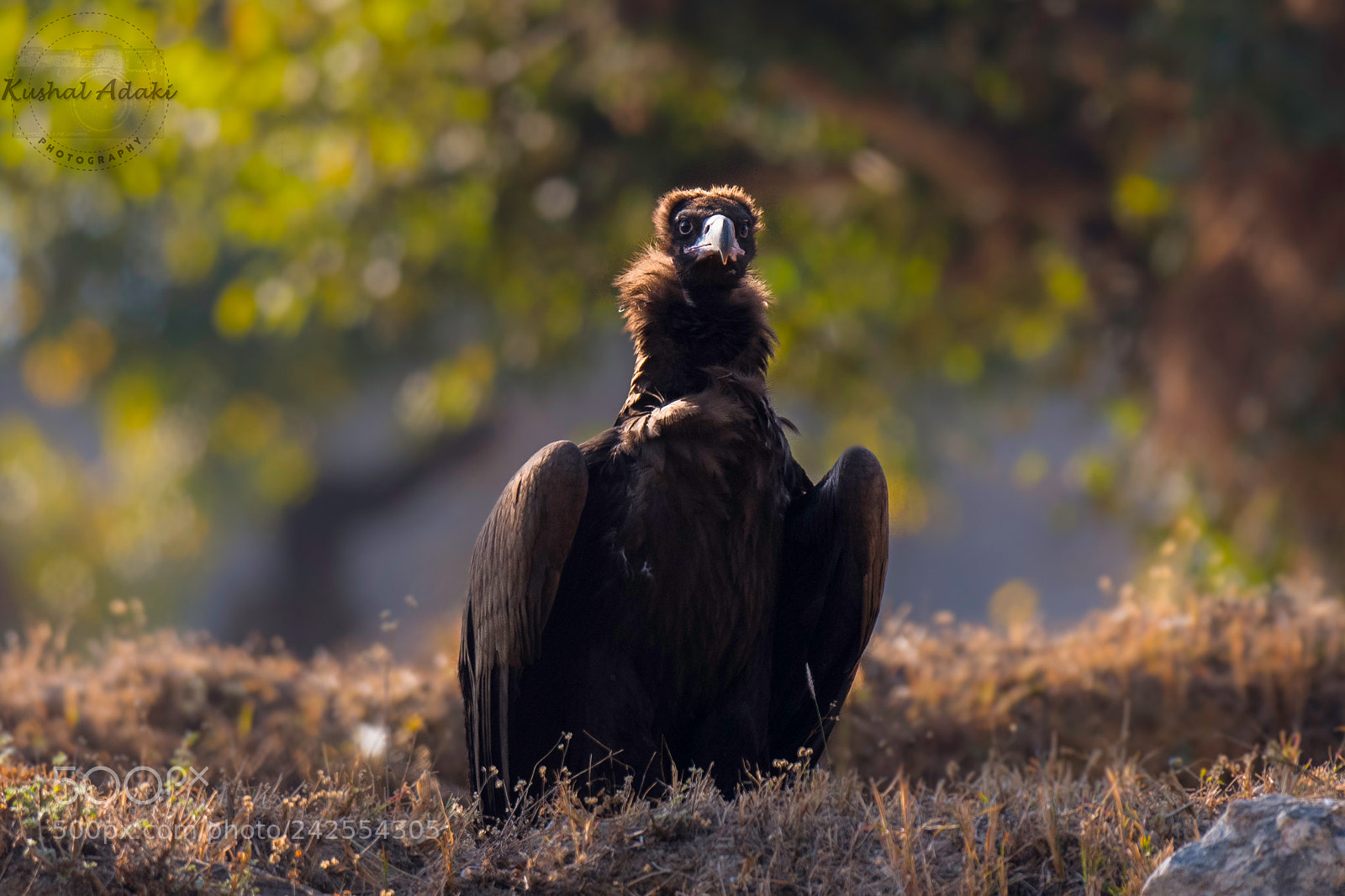 Nikon D500 sample photo. Cinereous vulture photography