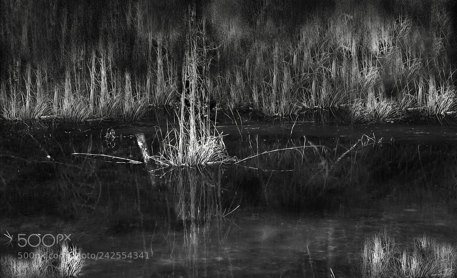 Nikon D7100 sample photo. Ice water and grass photography