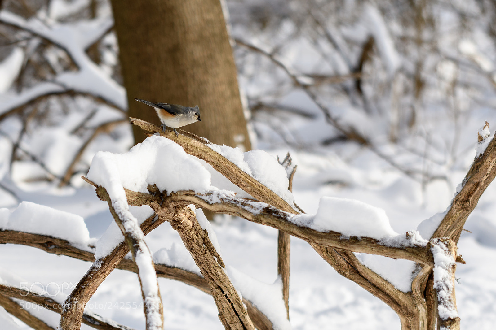 Nikon D500 sample photo. Mendon ponds photography