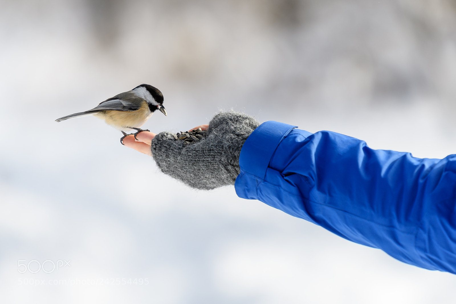 Nikon D500 sample photo. Mendon ponds photography