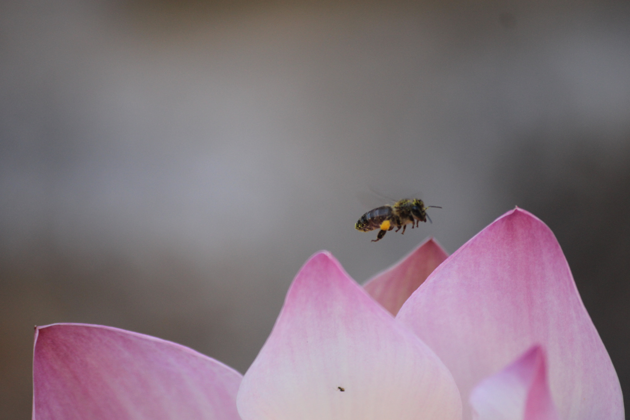 Canon EOS 1100D (EOS Rebel T3 / EOS Kiss X50) sample photo. Bee photography