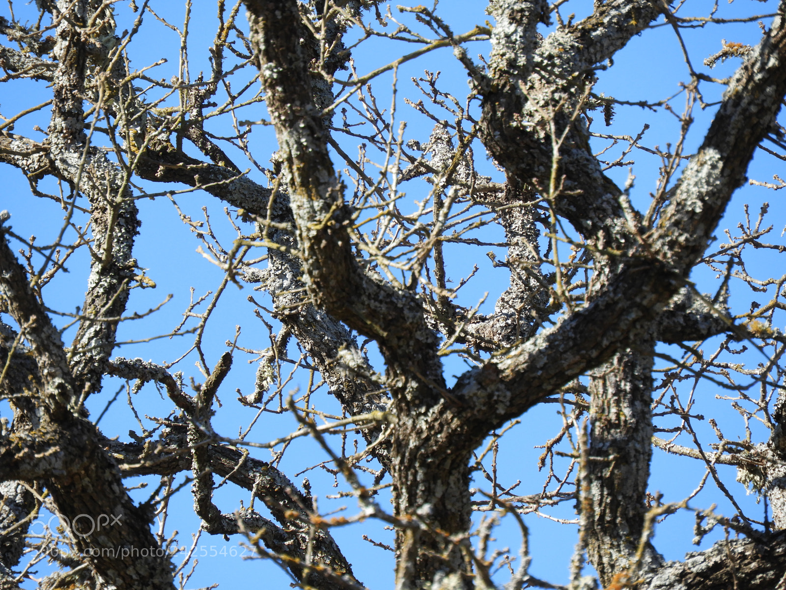 Nikon Coolpix B700 sample photo. Dormant post oak and photography