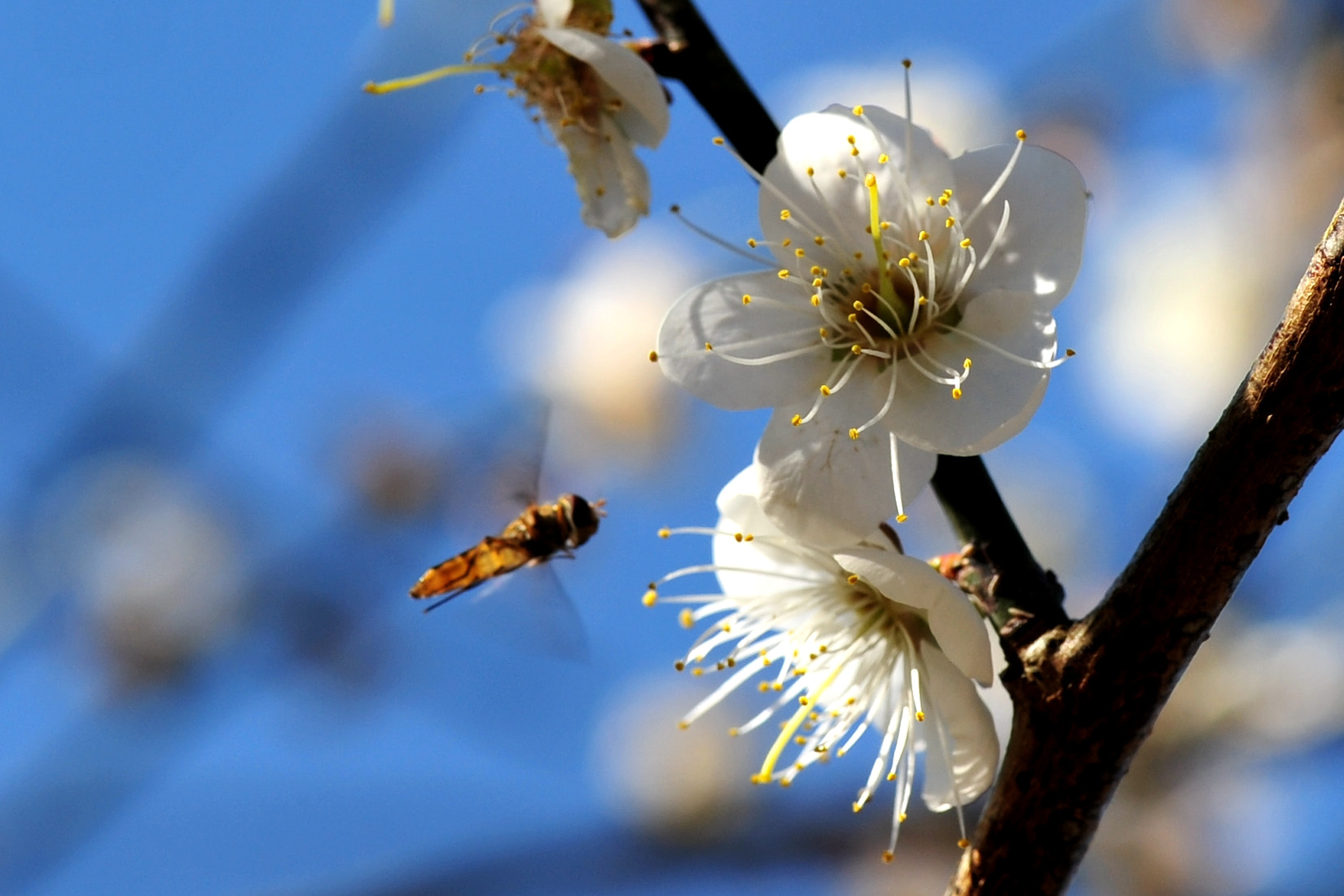Nikon AF-S Micro-Nikkor 105mm F2.8G IF-ED VR sample photo. 蜂恋花 photography