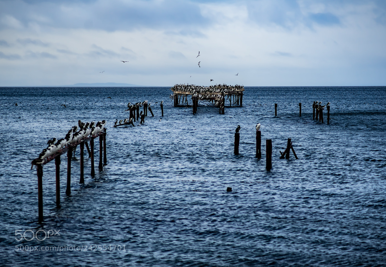 Sony a7 sample photo. Aves photography