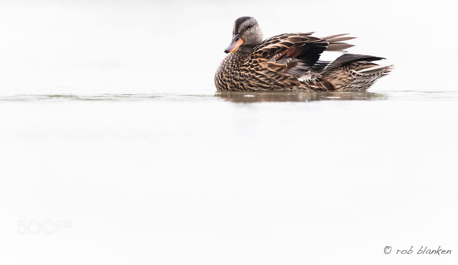 Nikon D500 sample photo. Duck (not donald) photography
