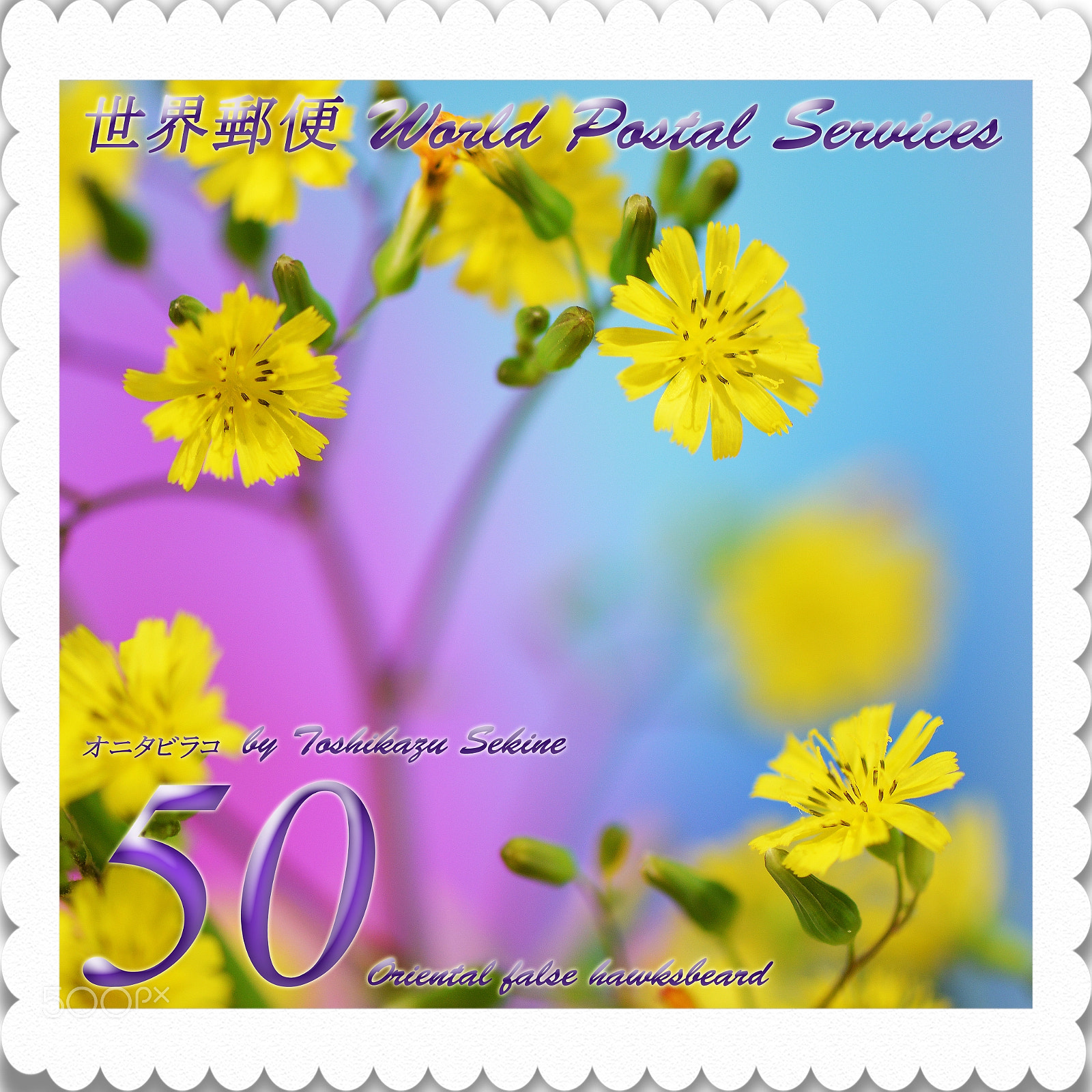 Nikon D800 sample photo. Oriental false hawksbeard photography