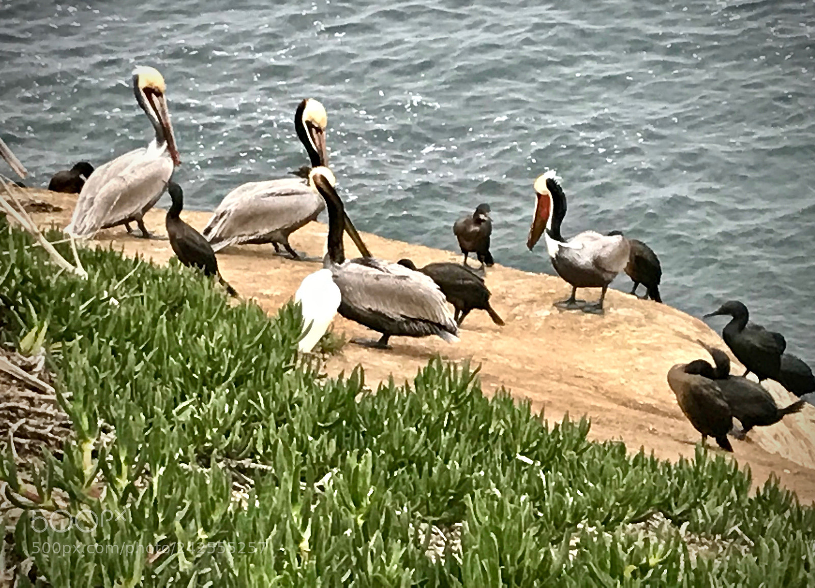 Apple iPhone 7 sample photo. Cross-cultural communication photography