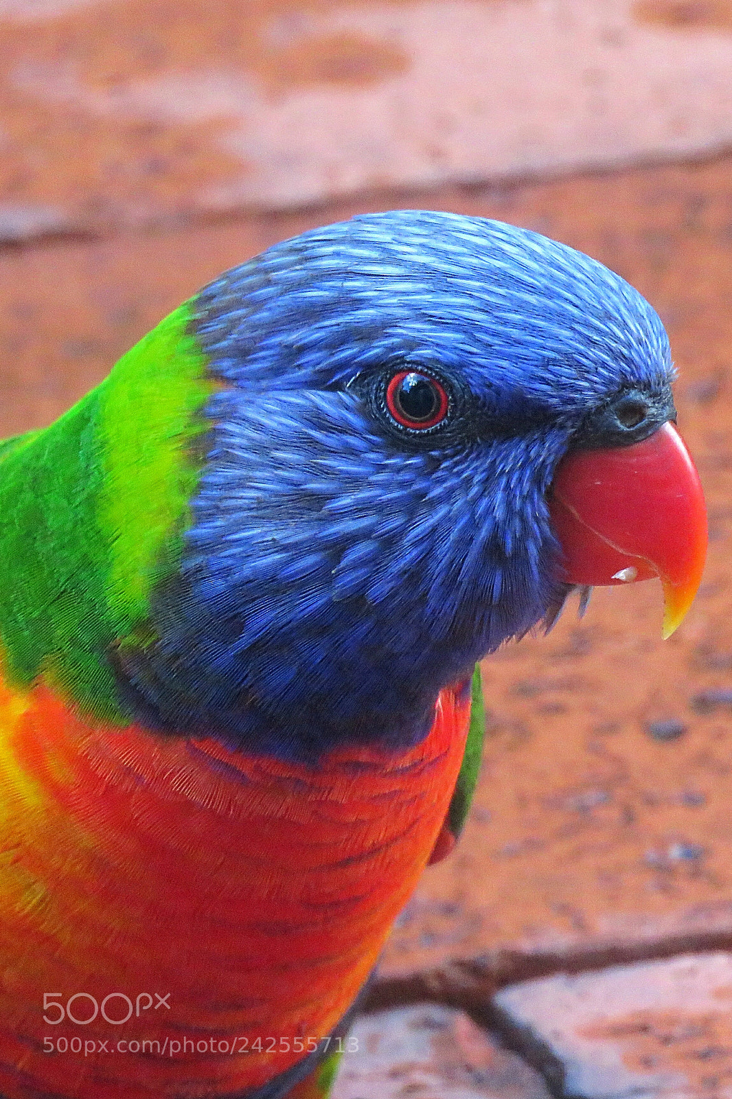 Canon PowerShot SX60 HS sample photo. The bird of life photography