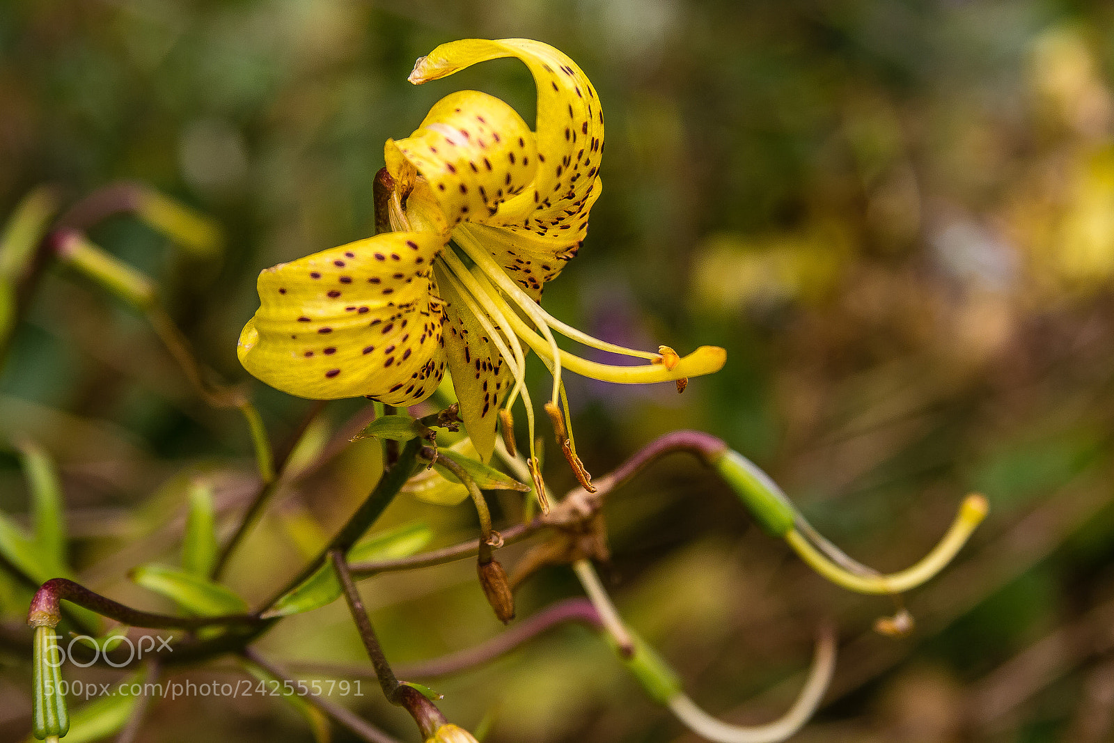 Canon EOS 60D sample photo. Lilium davidii var willmottiae photography