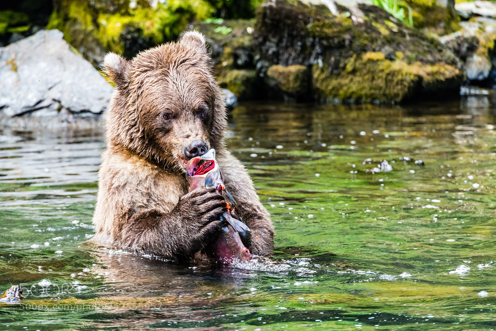 Nikon D800 sample photo. Russian river photography
