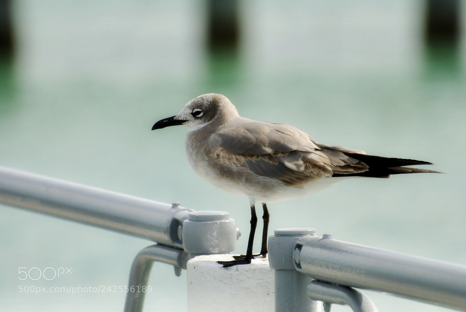 Nikon D3000 sample photo. Seagull, steven photography