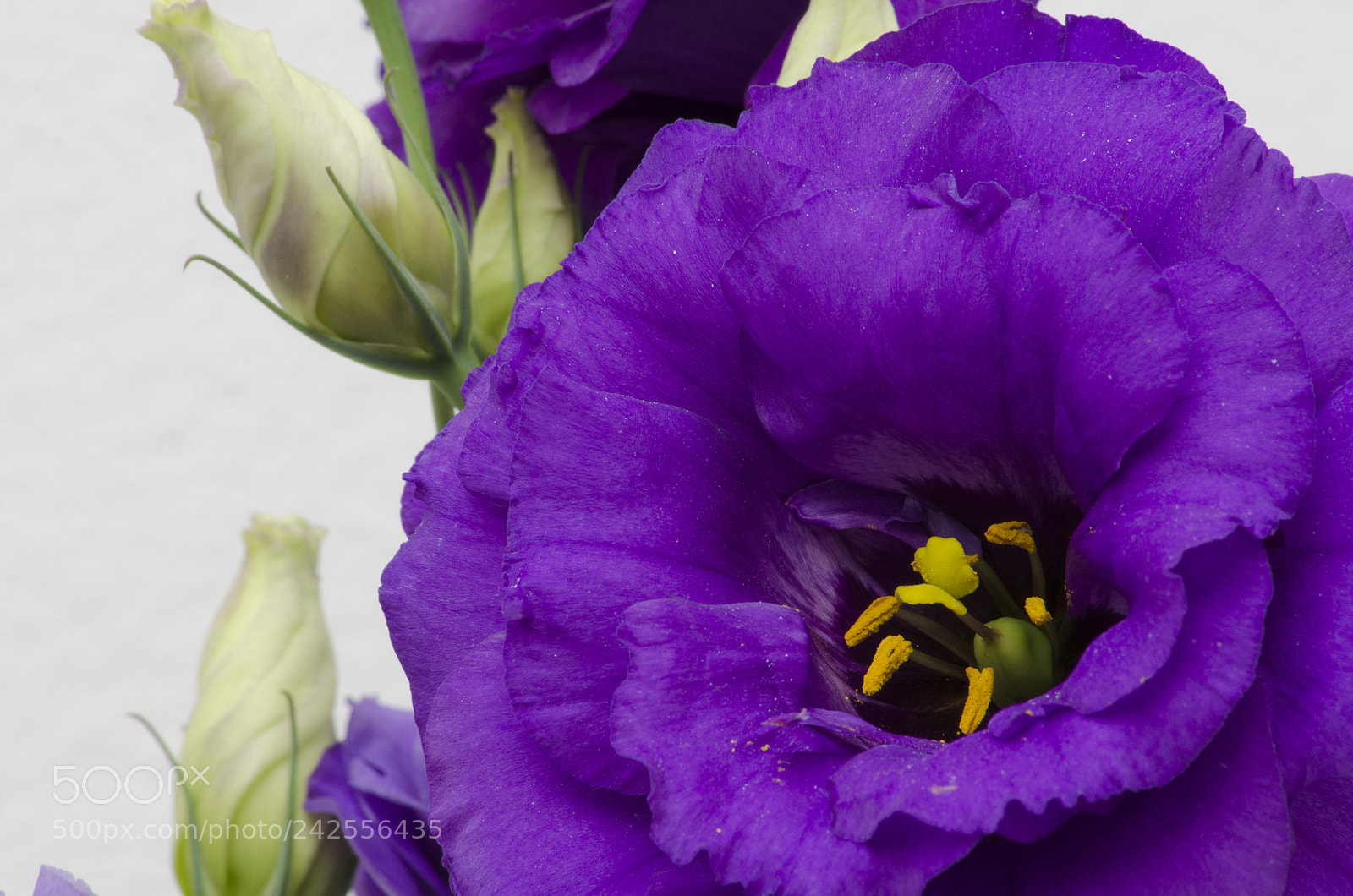 Nikon D5100 sample photo. Detallesenflormorada photography