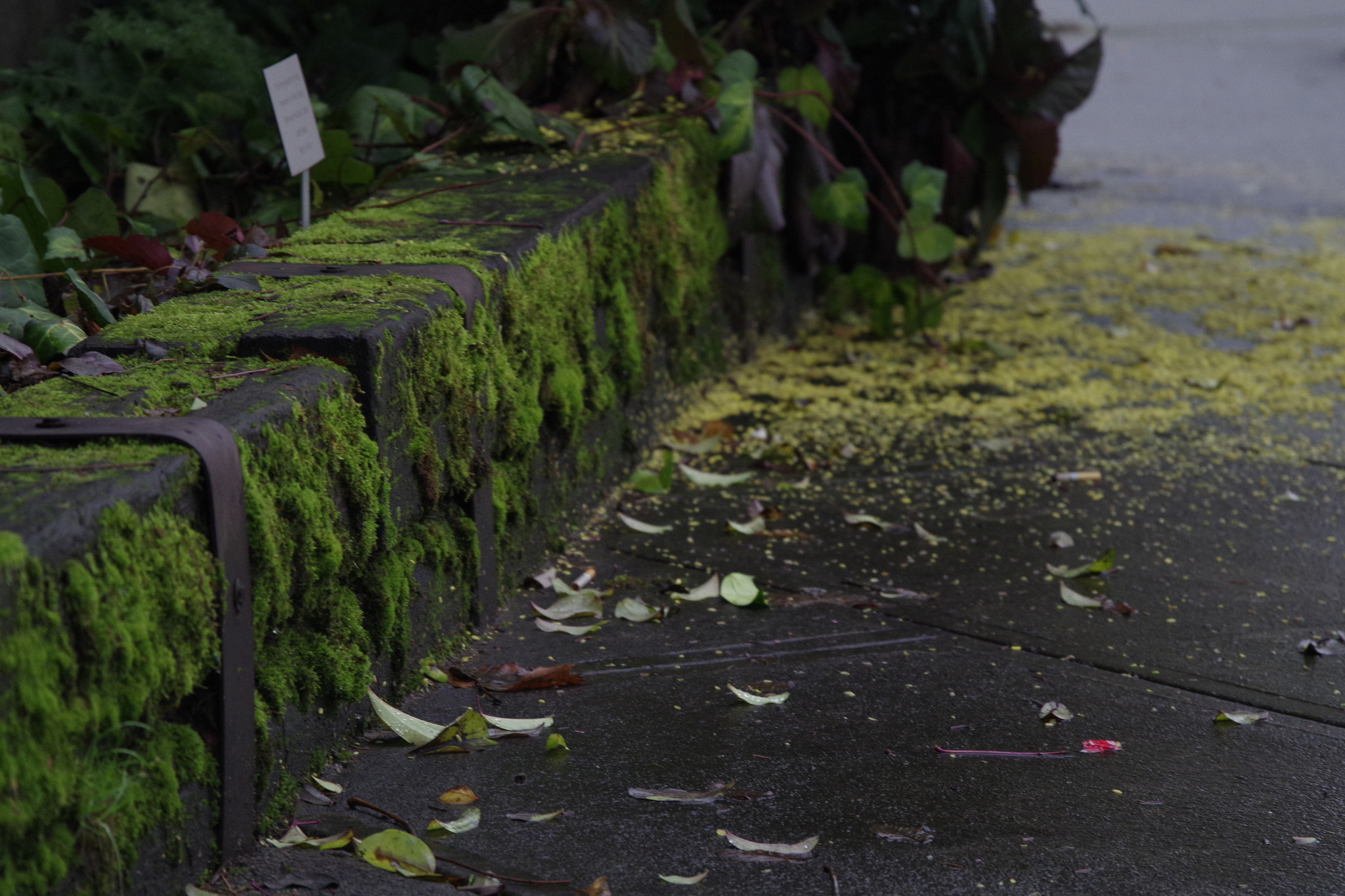 Pentax K-S2 sample photo