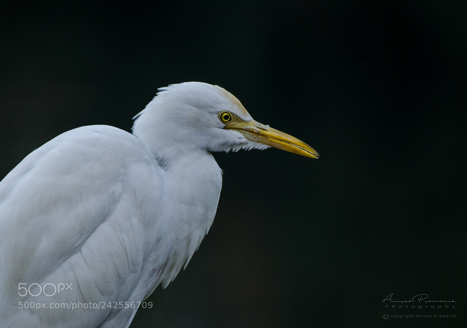 Nikon D5100 sample photo. Cattle egret photography