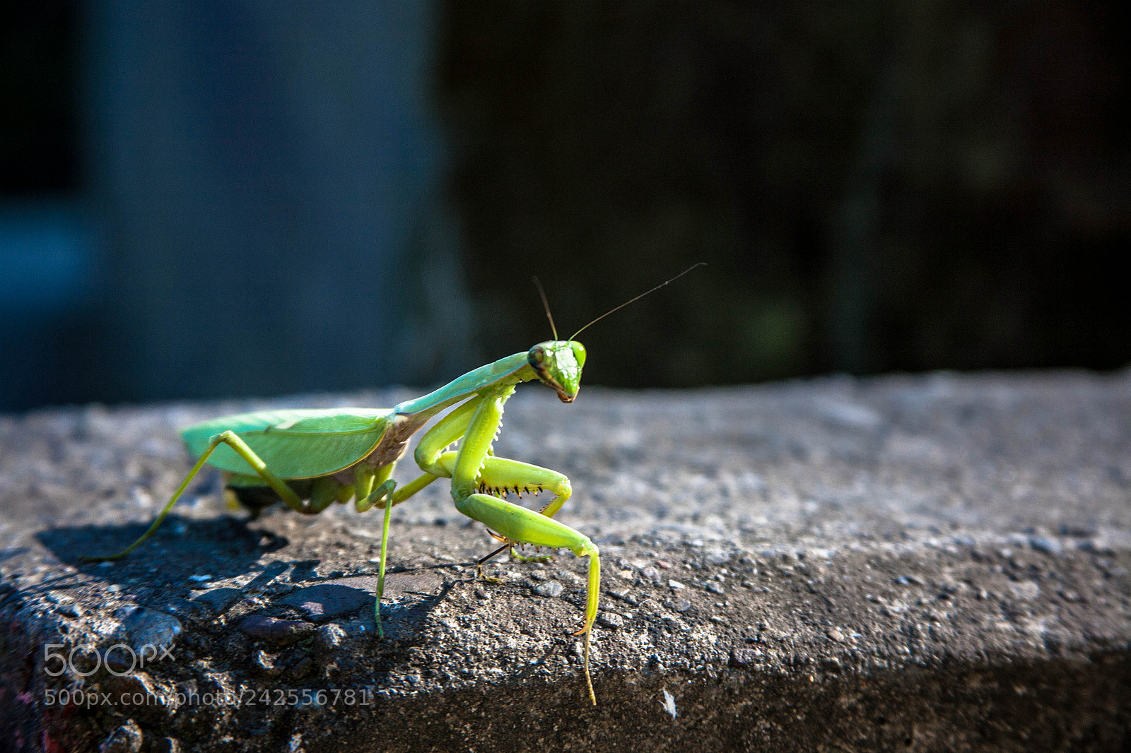 Canon EOS 5D sample photo. Mantis photography