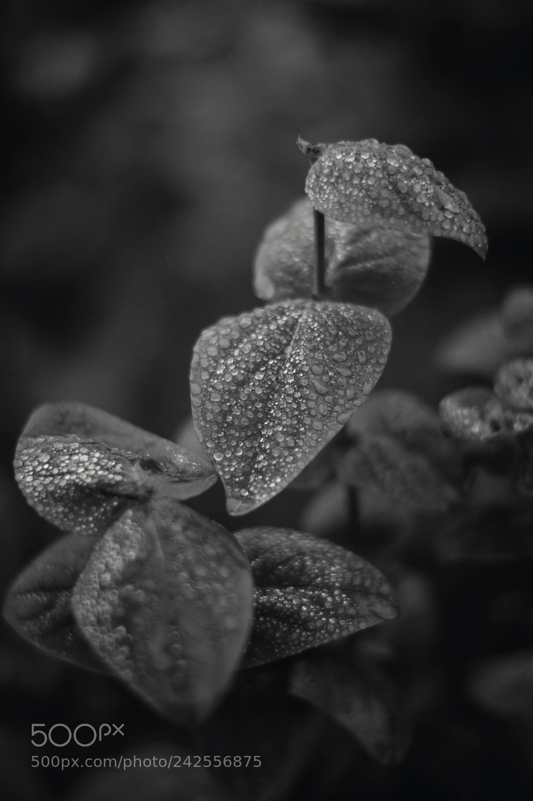 Nikon D7100 sample photo. Leaves in b&w photography