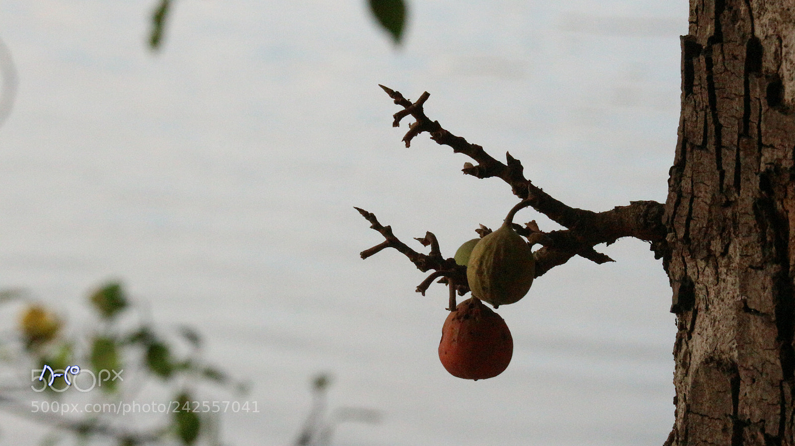 Canon EOS M10 sample photo. Fruit photography