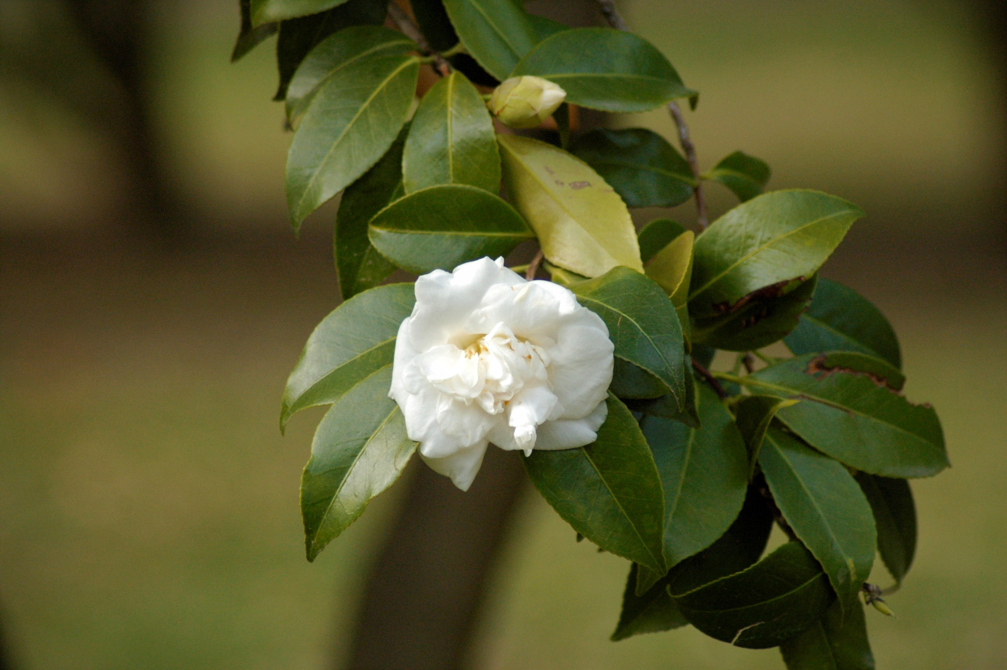 Nikon D50 sample photo. Beautiful flower in the capital garden photography