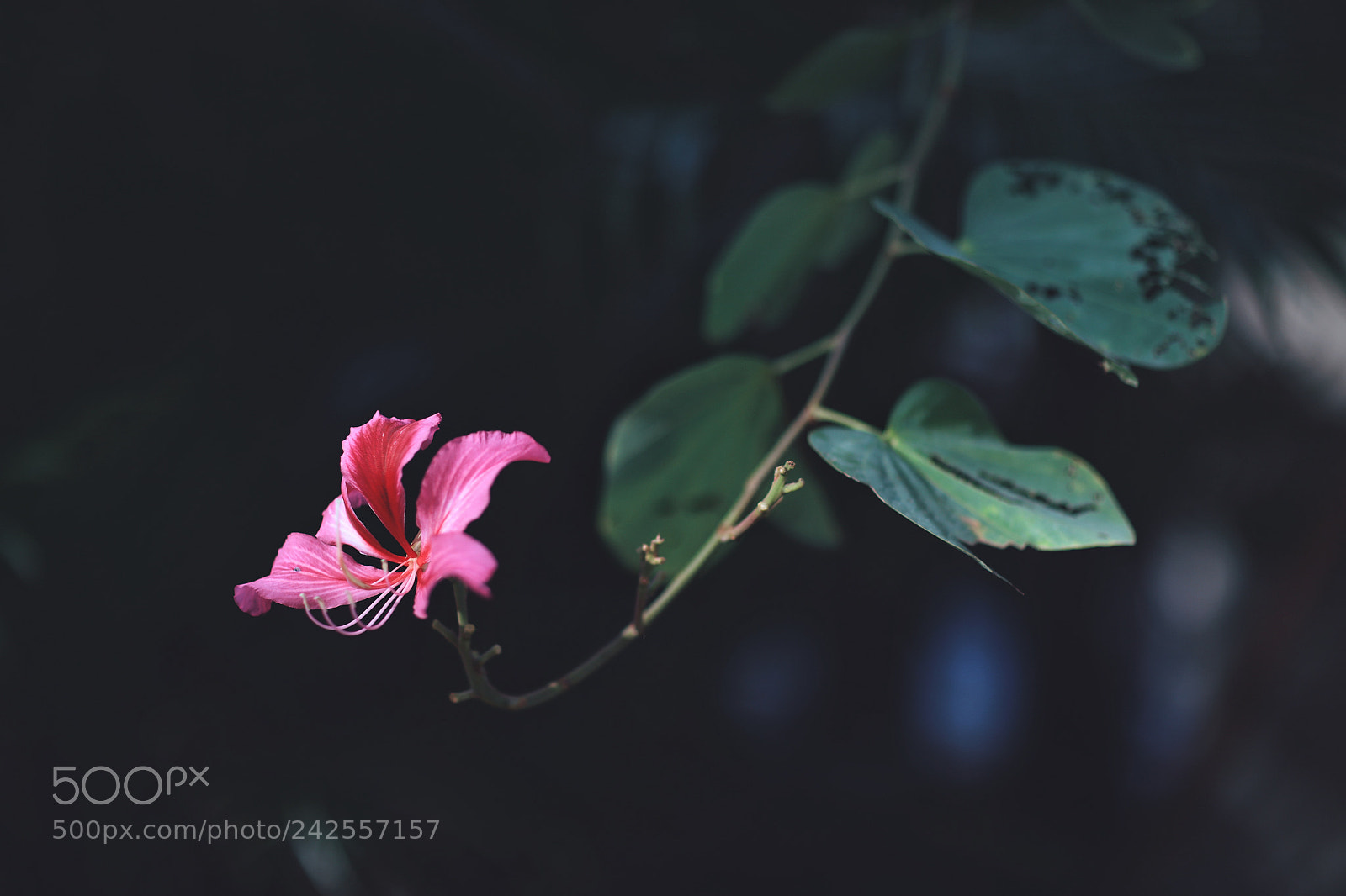 Canon EOS 5DS sample photo. Untitled photography