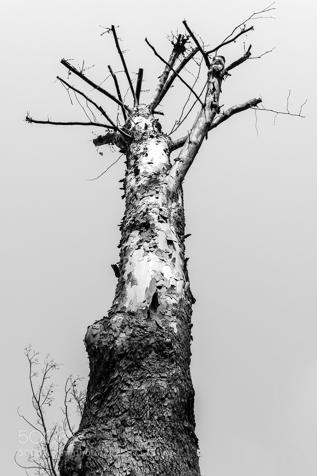 Pentax K-3 sample photo. Coexistence photography