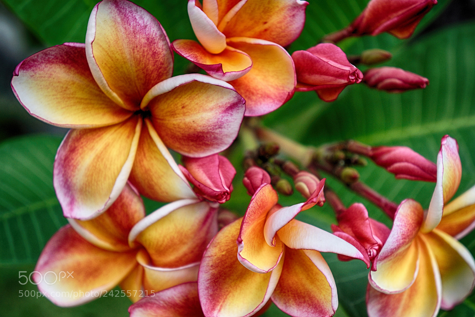 Sony Alpha NEX-7 sample photo. Plumeria (frangipani) flowers photography