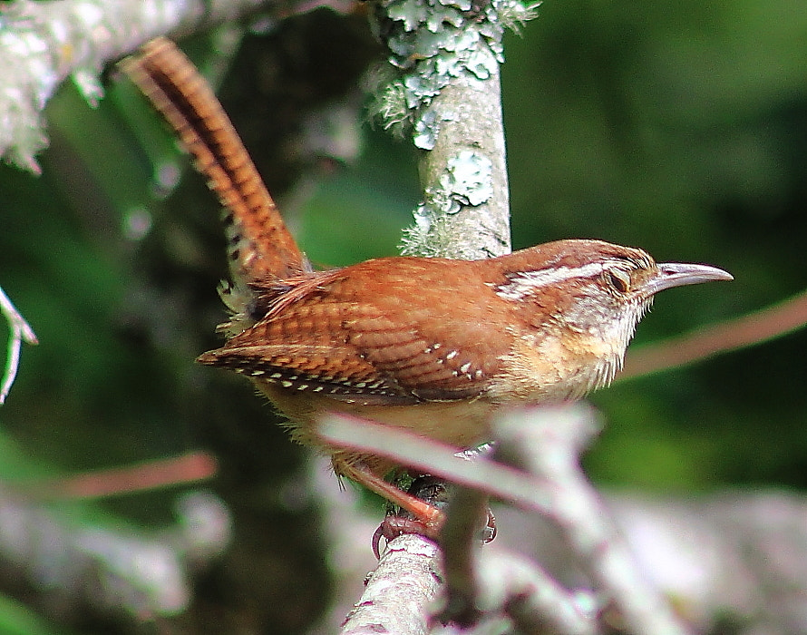 Canon EOS 60D + EF75-300mm f/4-5.6 sample photo. Carolina wren (thryothorus ludovicianus photography