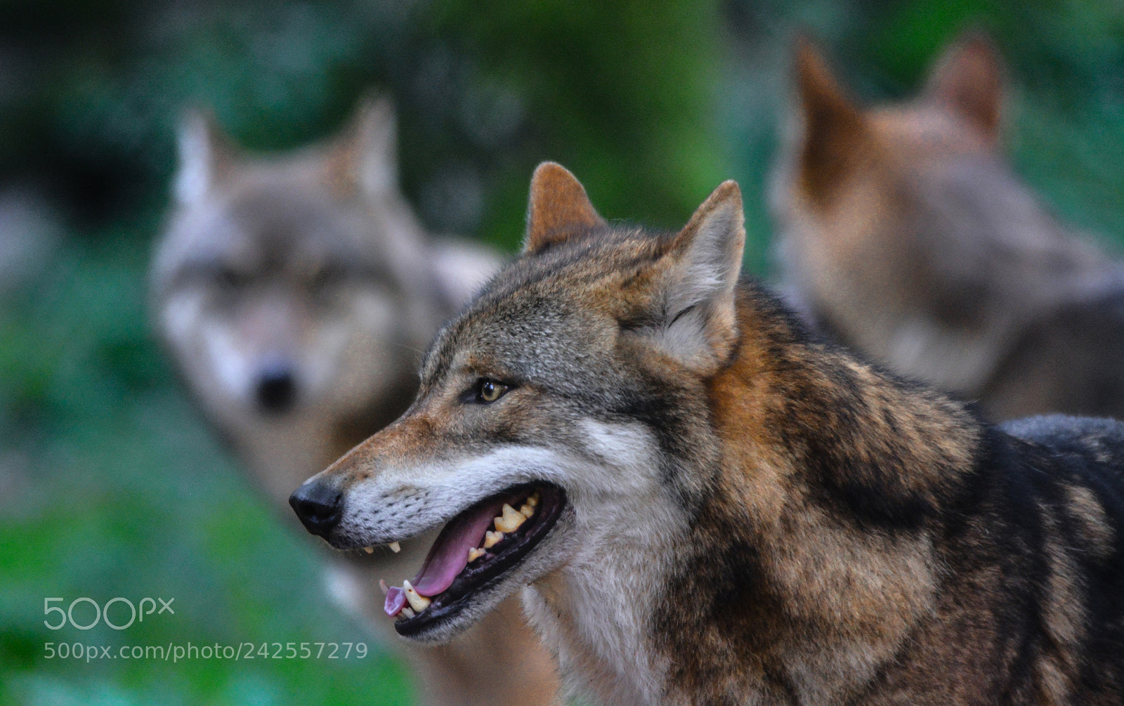 Nikon D7100 sample photo. Wolves photography