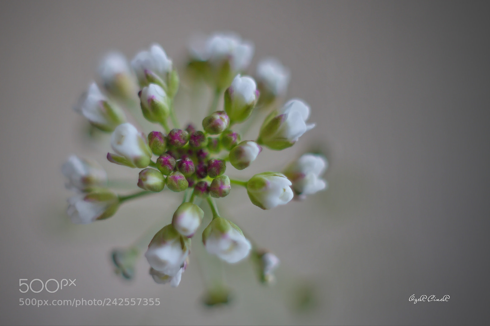 Canon EOS 7D + Canon EF 50mm F1.8 II sample photo. ***** photography