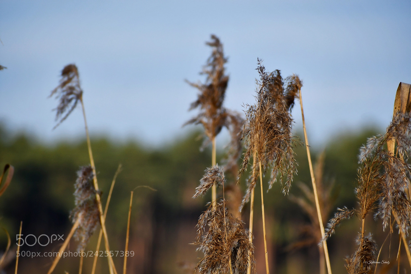 Nikon D7500 sample photo. Saarmund brandenburg /berlin photography