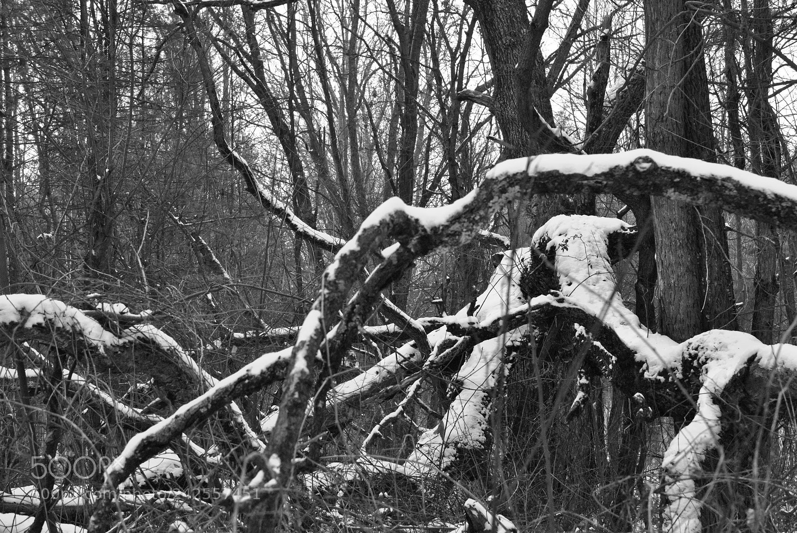 Nikon D3000 sample photo. Fallen tree photography