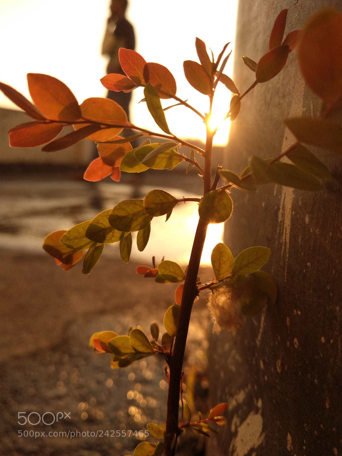 Xiaomi Mi A1 sample photo. Evening sunset photography