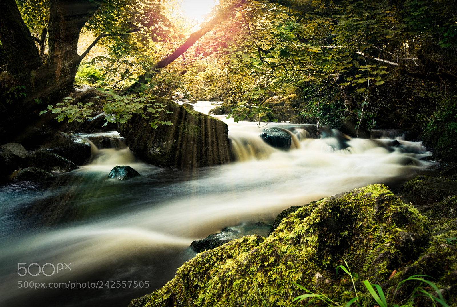 Nikon D7100 sample photo. In nature we trust photography