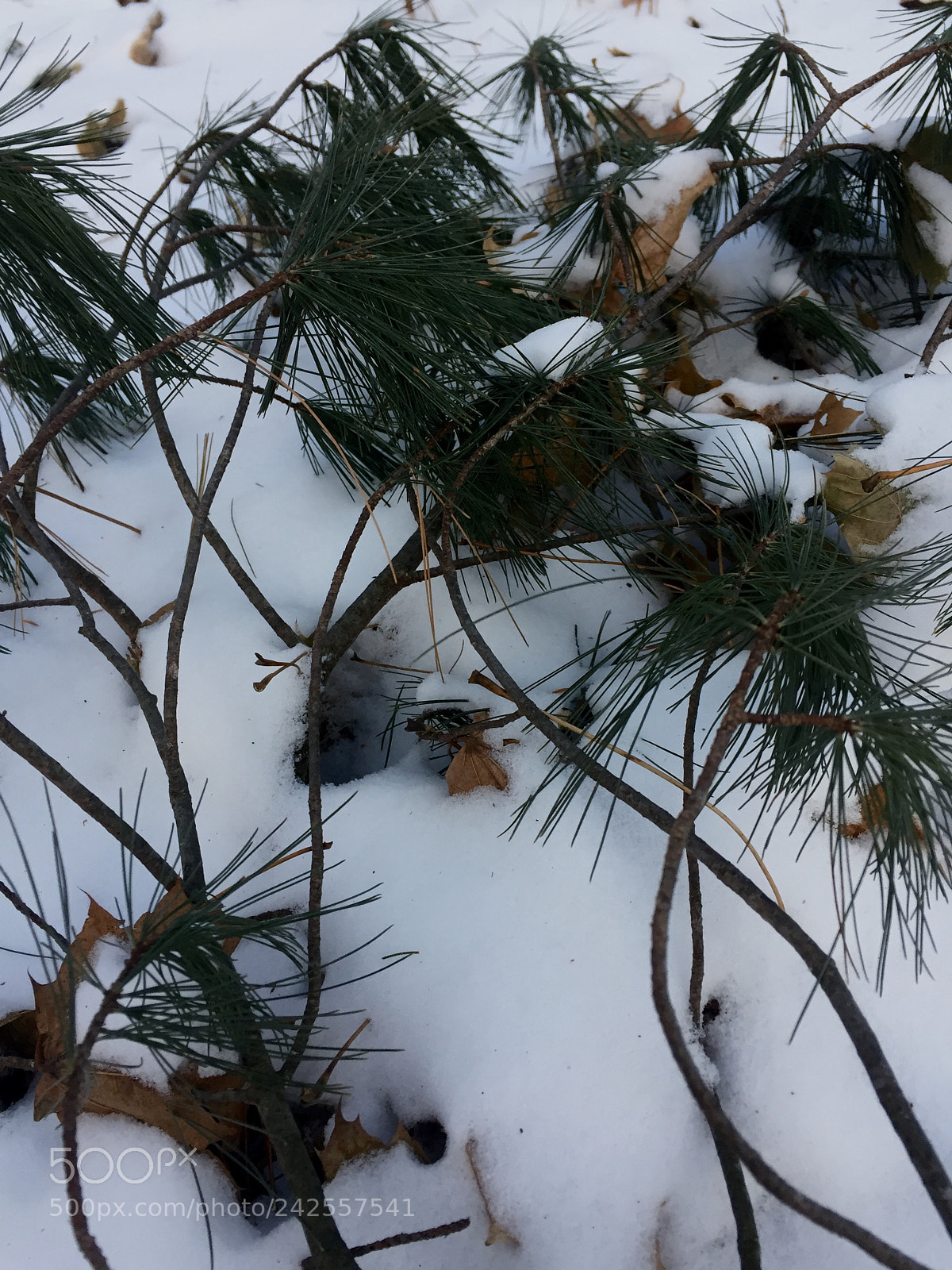 Apple iPhone 6 sample photo. A new snow photography