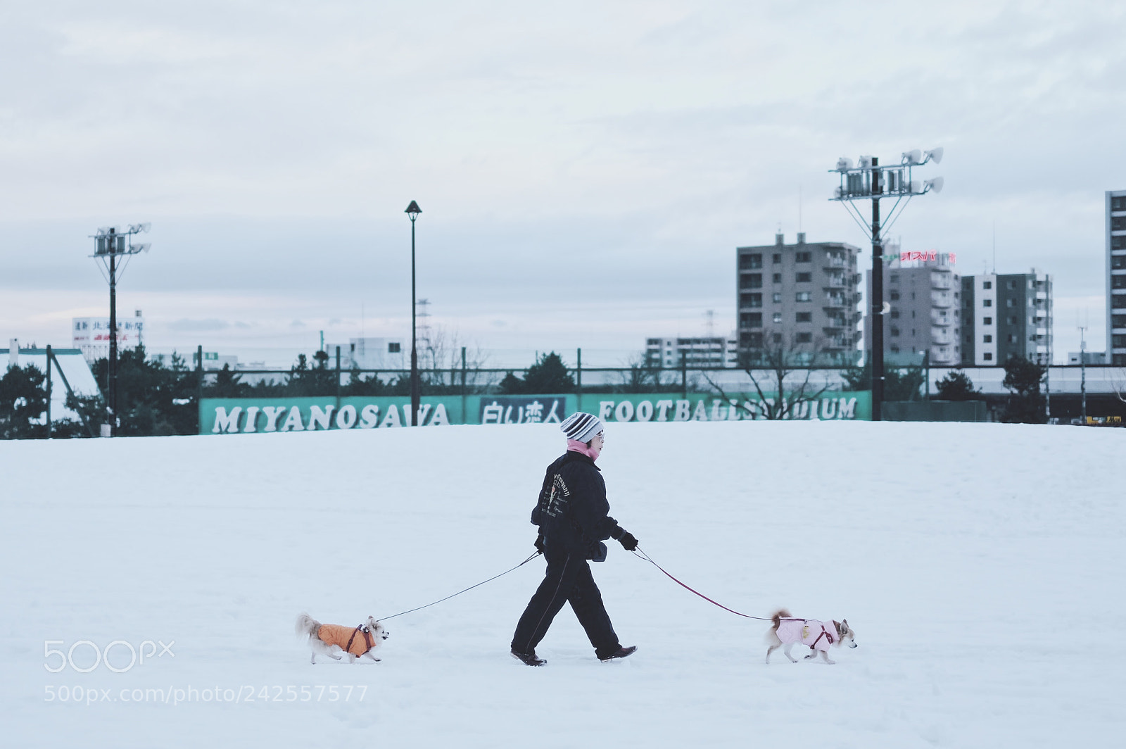 Fujifilm X-T1 sample photo. Hokaido doggy photography