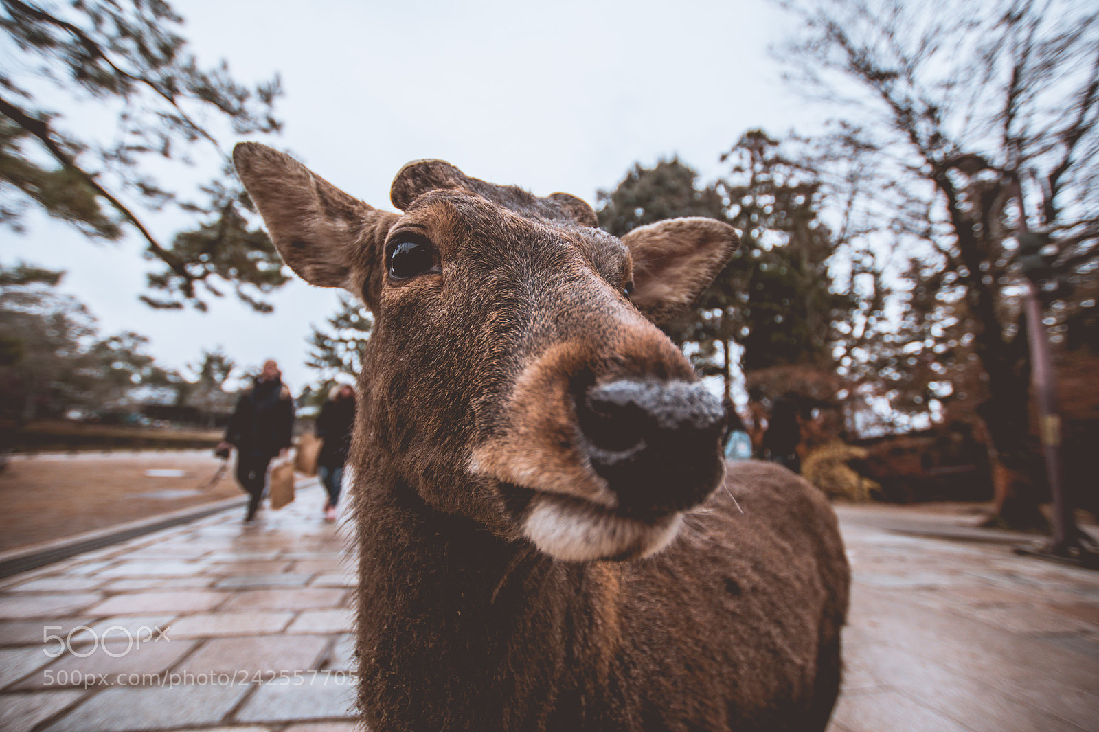 Nikon D7500 sample photo. Oh deer! photography