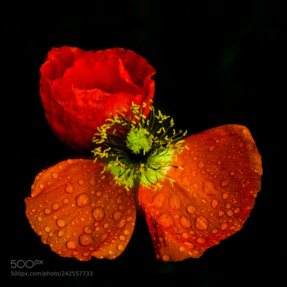 Pentax K-5 sample photo. Siberian poppies photography