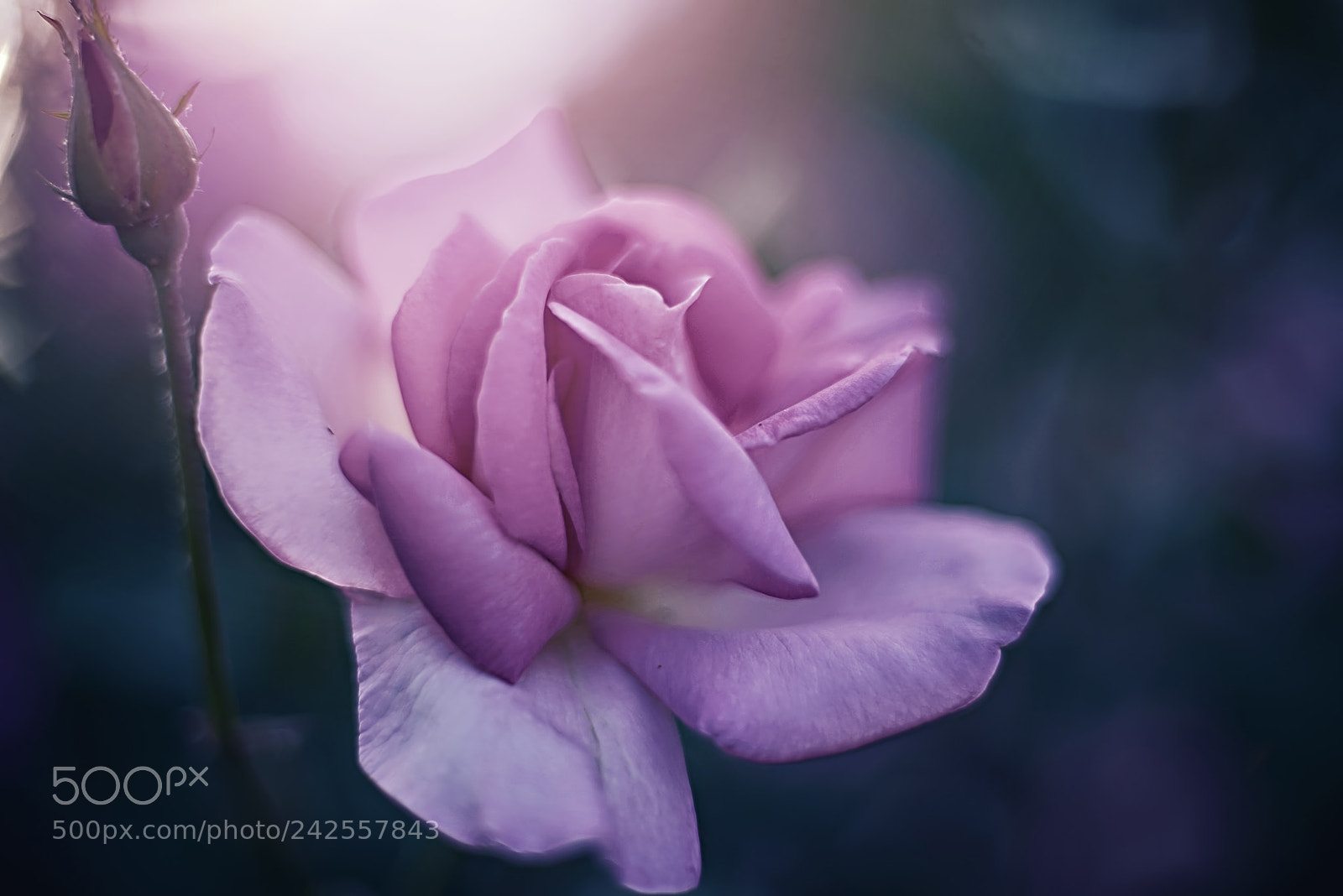 Nikon D800E sample photo. One perfect rose photography
