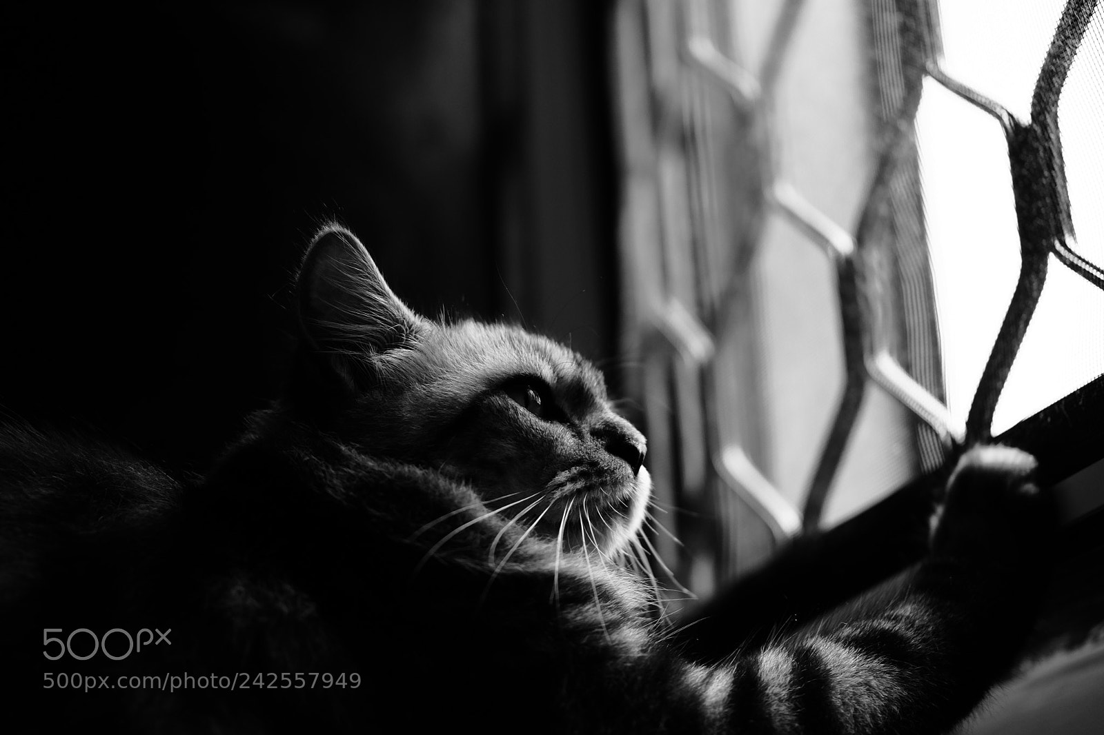 Fujifilm X-T2 sample photo. Cat's tv photography