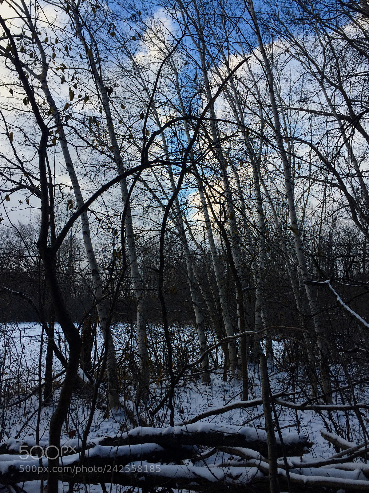Apple iPhone 6 sample photo. Looking in ~ photography