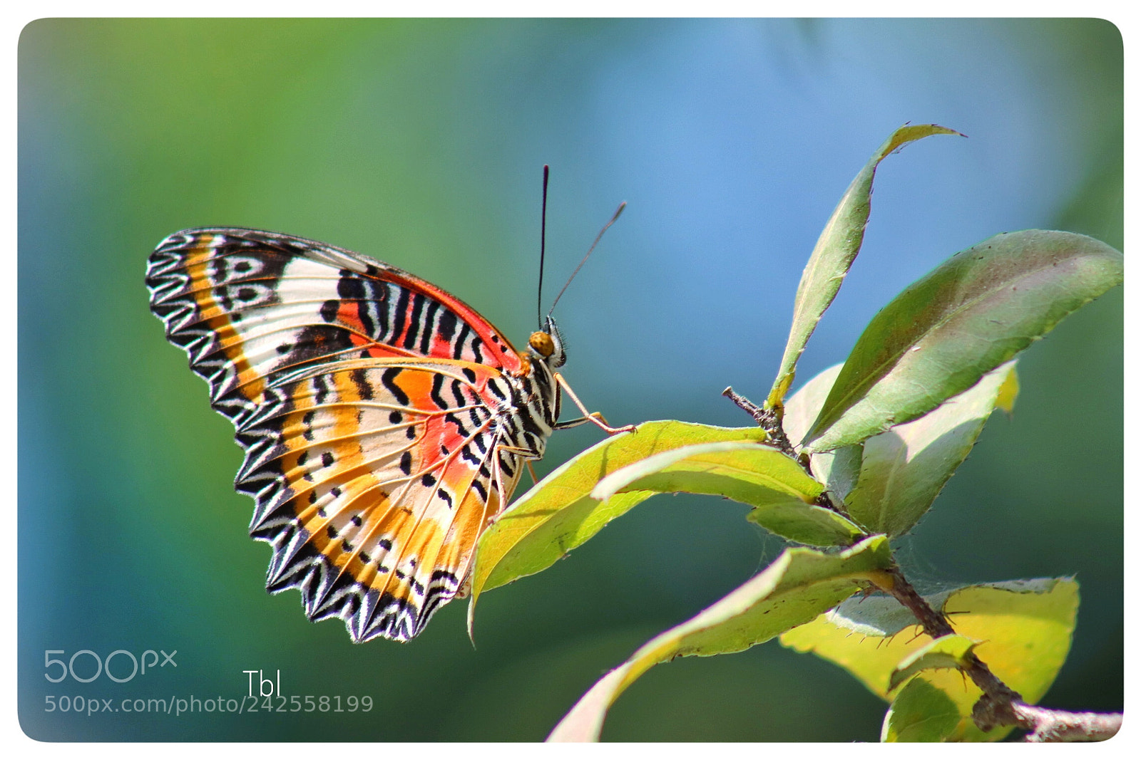 Canon EOS 77D (EOS 9000D / EOS 770D) sample photo. Untitled photography