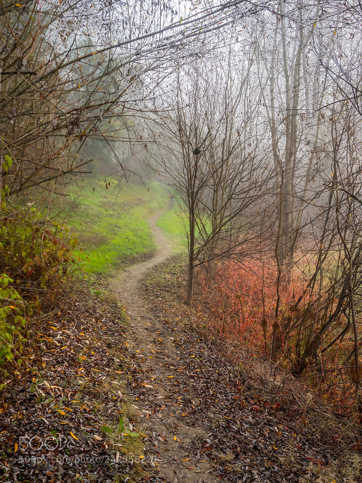 Olympus OM-D E-M5 II sample photo. The fairy trail photography