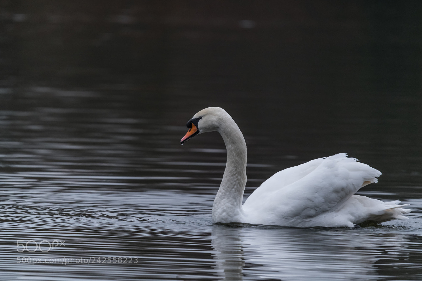 Nikon D850 sample photo. Clear water photography