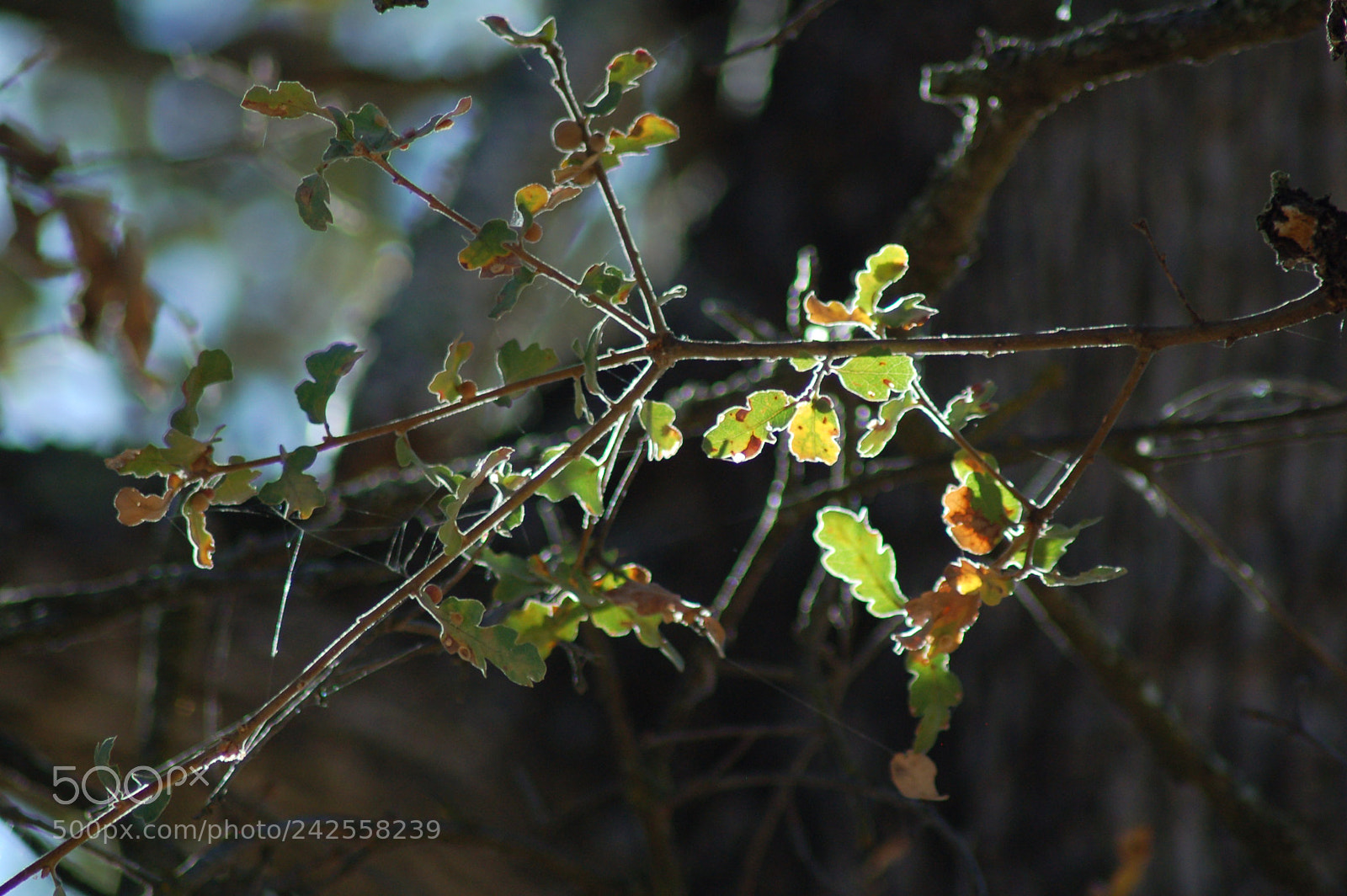 Nikon D50 sample photo. Perfect amount of sunlight photography